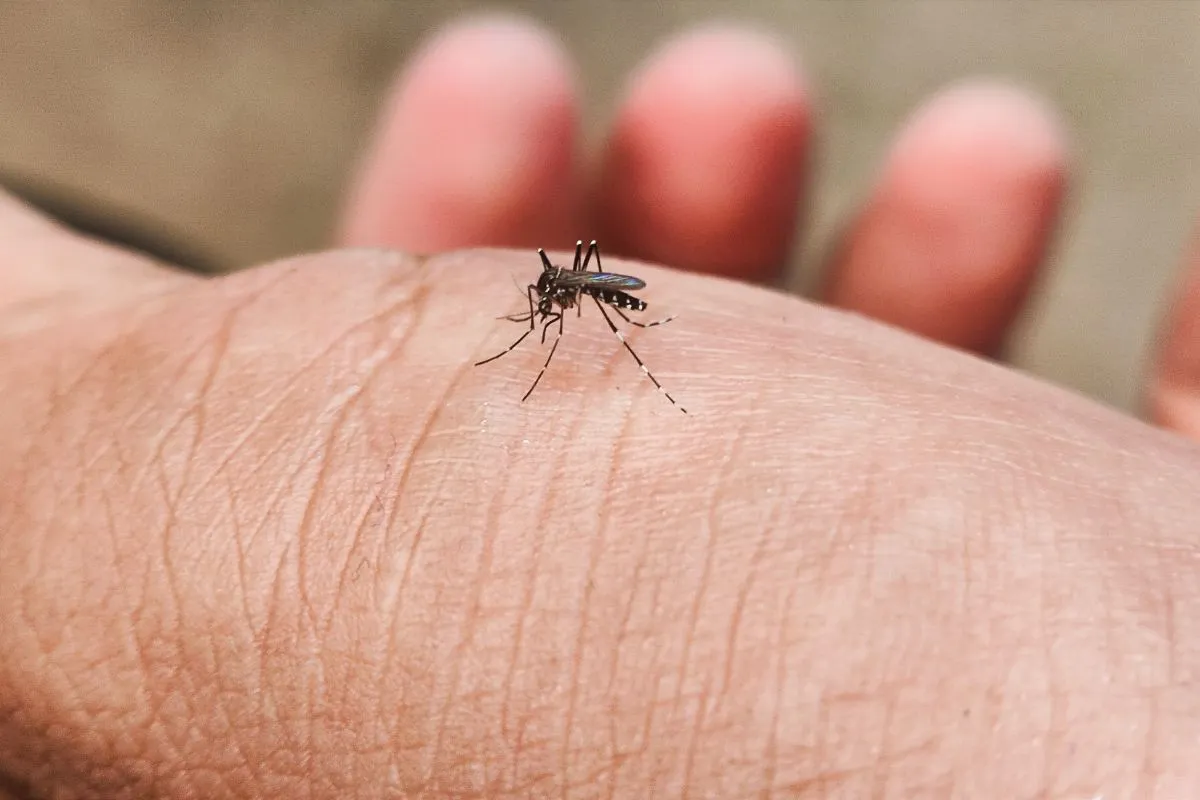 Vegyszermentesen is védekezhetünk a szúnyogok ellen