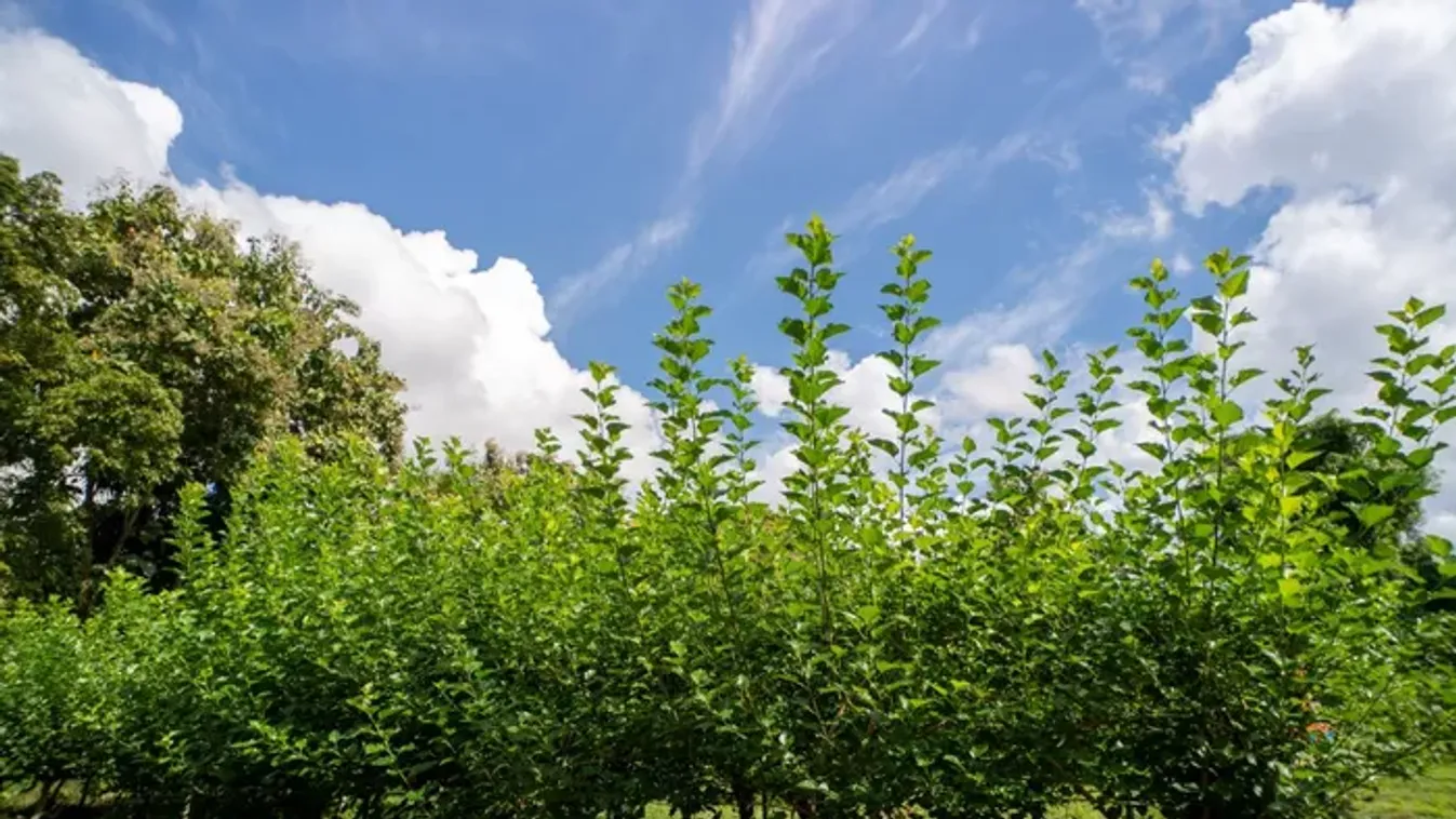 Senki nem ültet már ilyen gyümölcsfát, pedig igazi kincs a termése