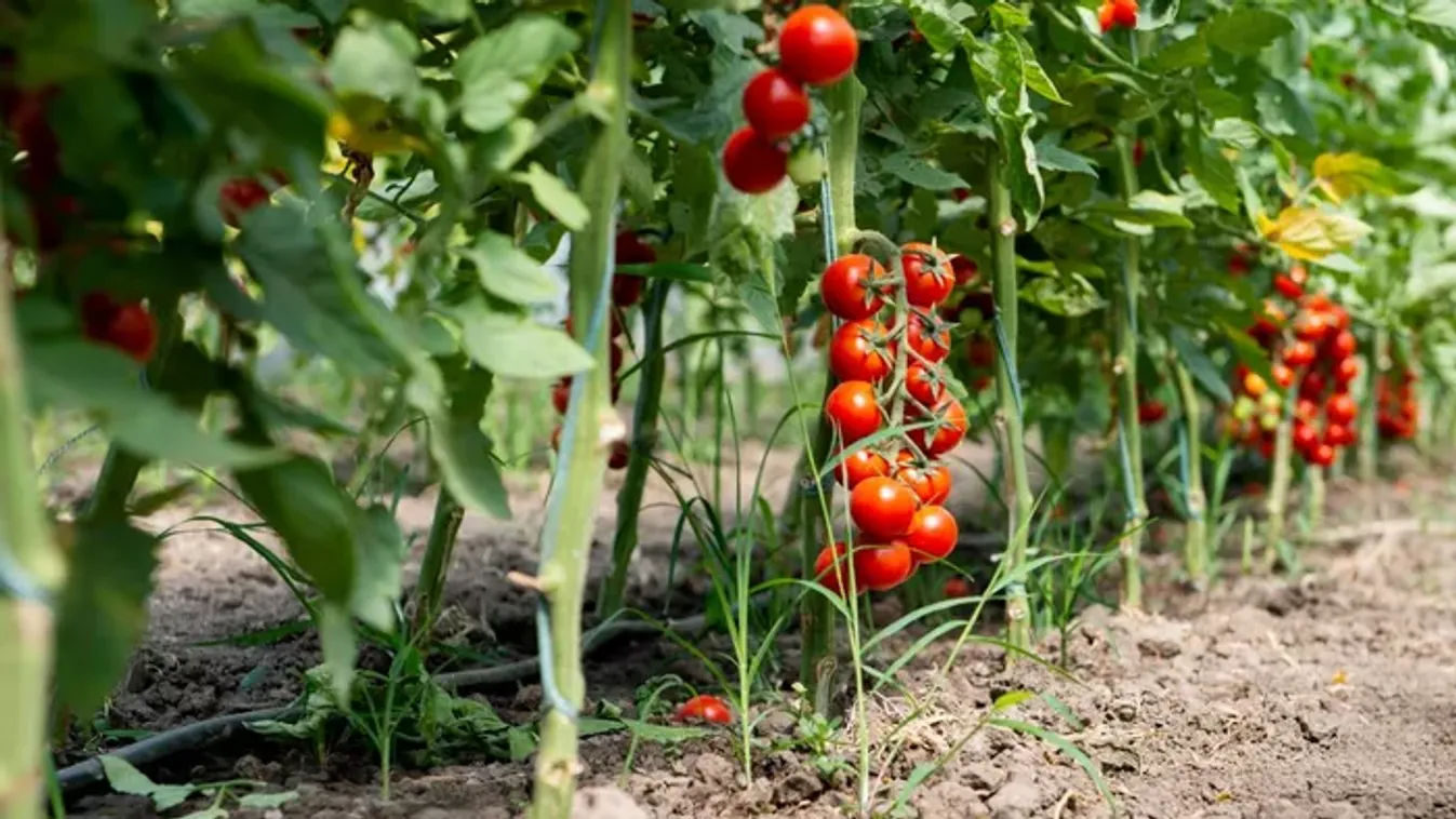Ezért ne húzzuk ki a talajból a paradicsom gyökerét