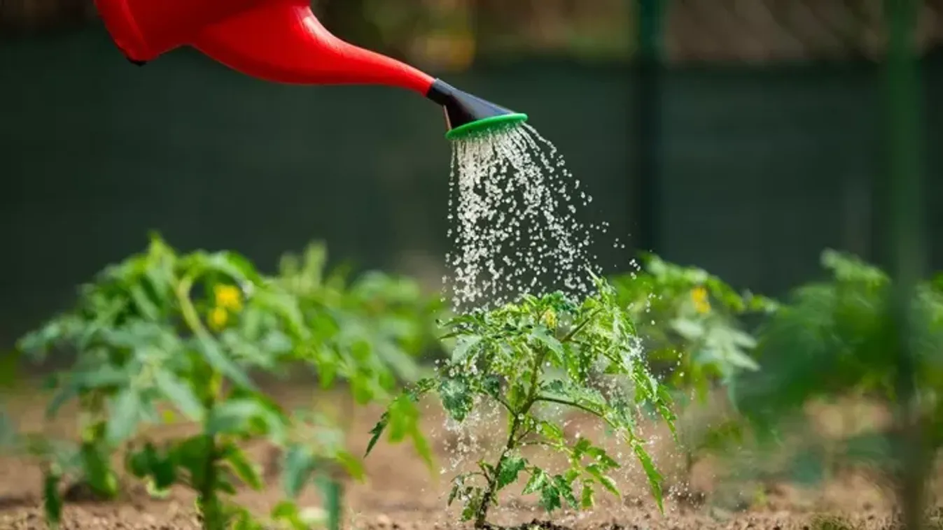 Ne dobd ki! Ezt a hétköznapi dolgot a profi kertészek titkos fegyvereként használják