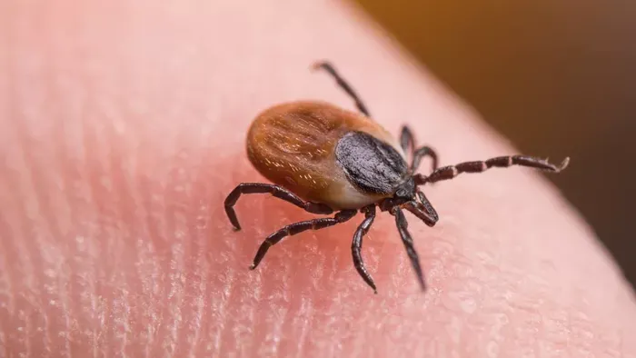 Ez történik, ha nem ismered fel a Lyme-kór első tüneteit