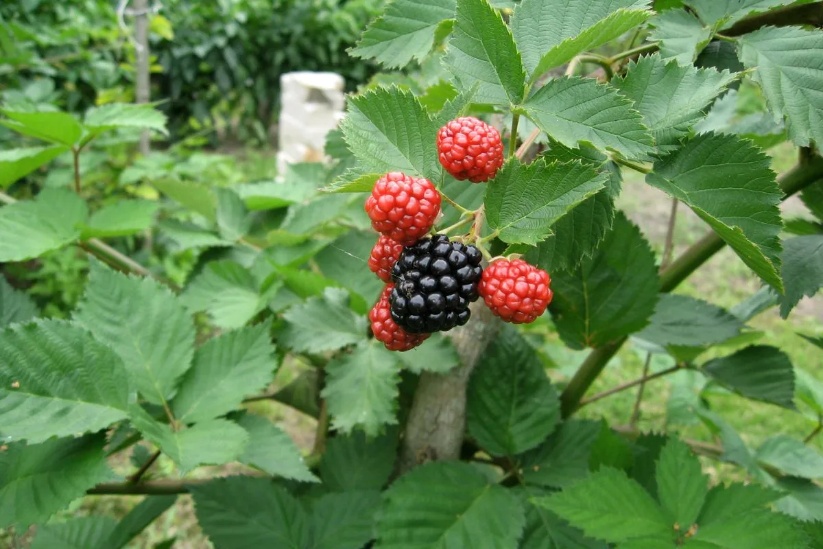 A szedernek nemcsak a gyümölcse finom, hanem a leveléből készült planta tea is