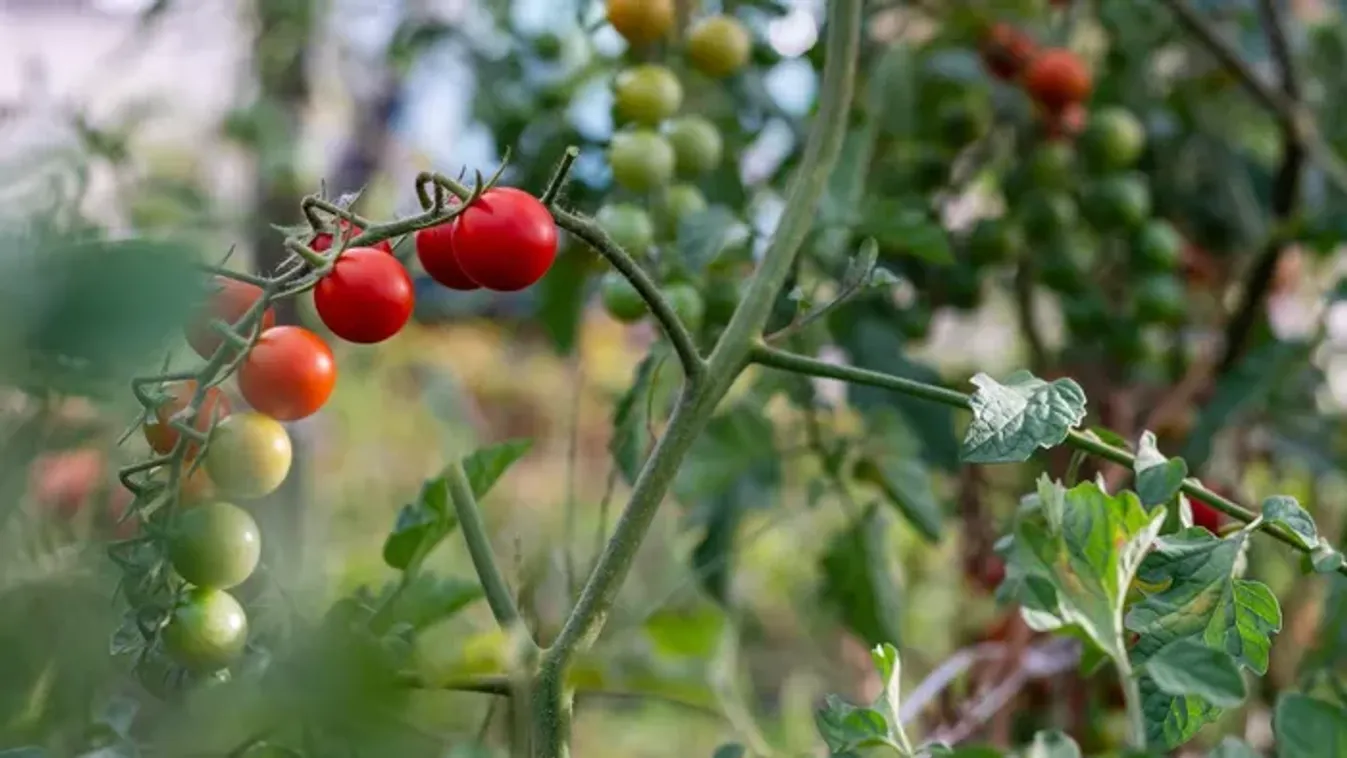 Ezzel az egyszerű trükkel gyorsan megérik a zöld paradicsom