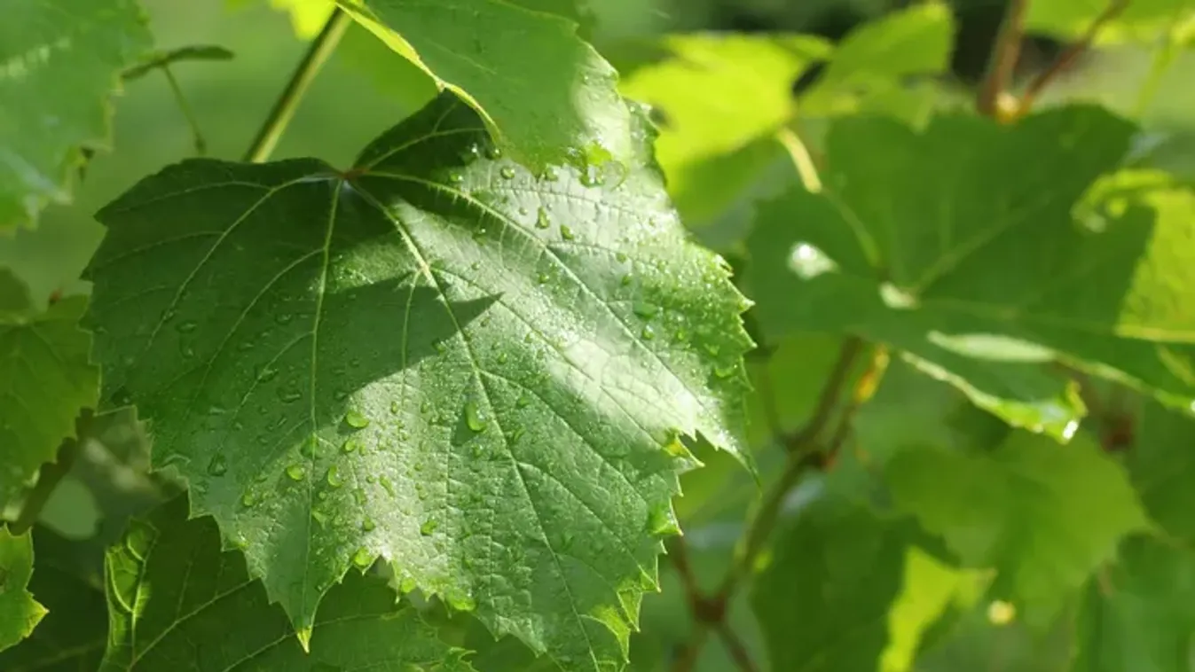 Ne dobd el a szőlő levelét – aranyat ér a konyhában!