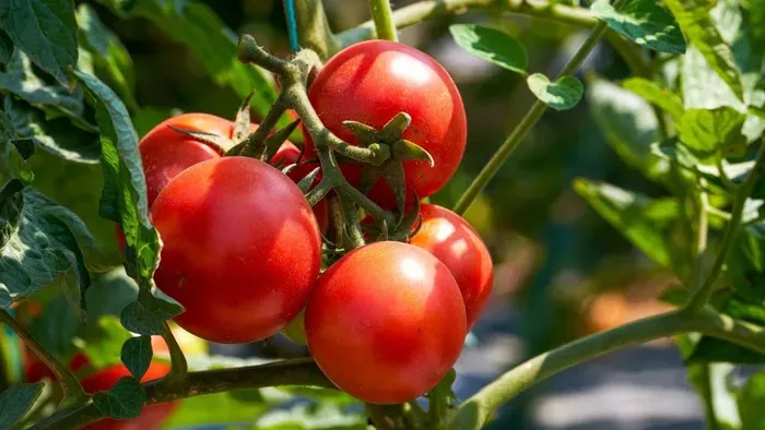 Hová lett gyermekkorunk paradicsoma? Ezért lett mára más az íze