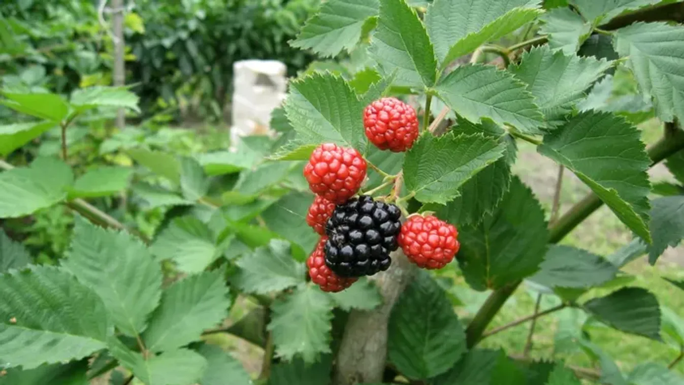Planta tea: a régi idők nagy kedvence, amit otthon is könnyedén elkészíthetsz