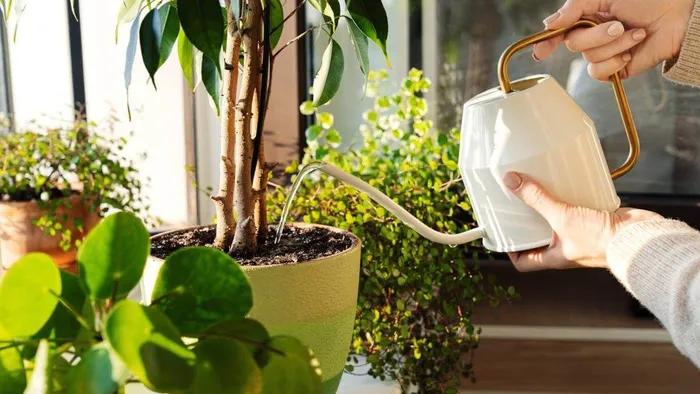 Alulról vagy felülről kell locsolni a szobanövényeket? Itt a válasz!
