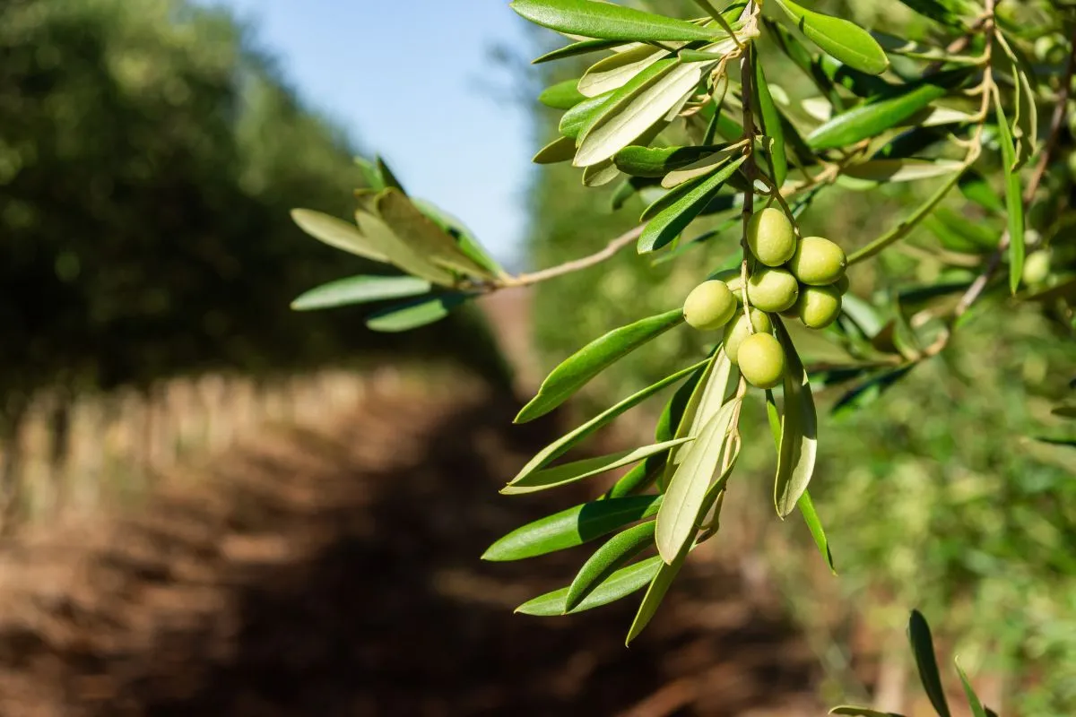 Az olajfa Magyarországon is elél, ha jól viseljük gondját