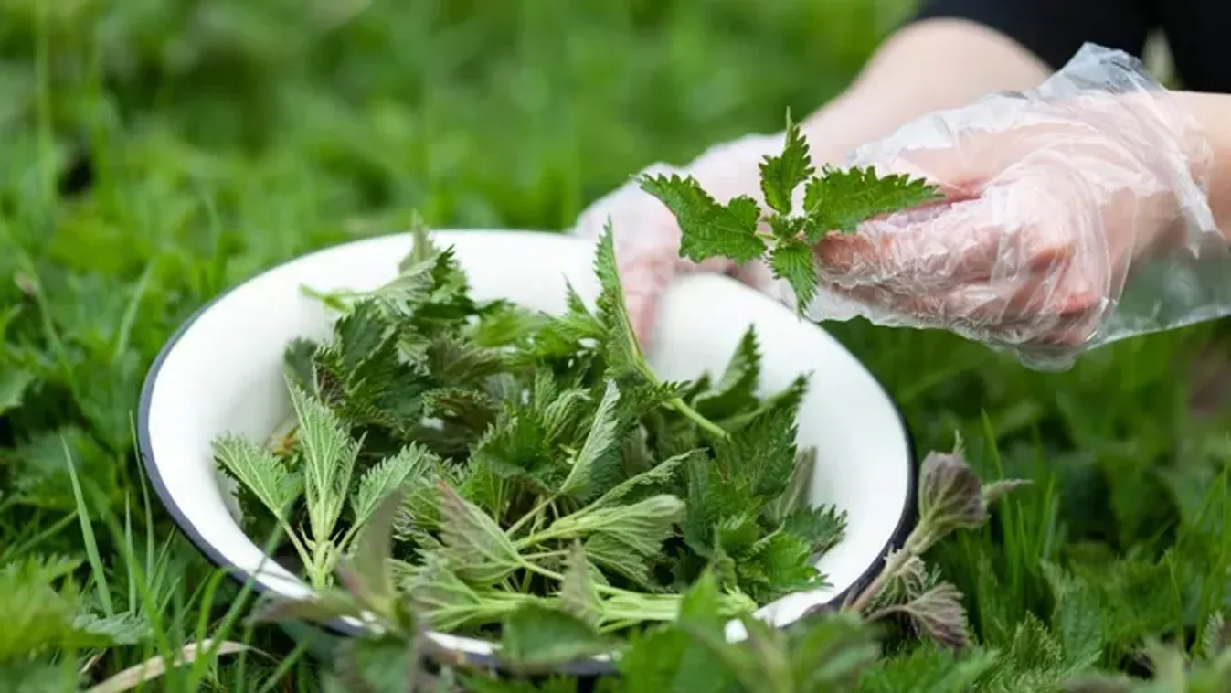 Sokan irtják a kertjükben, pedig igazi kincs ez a növény