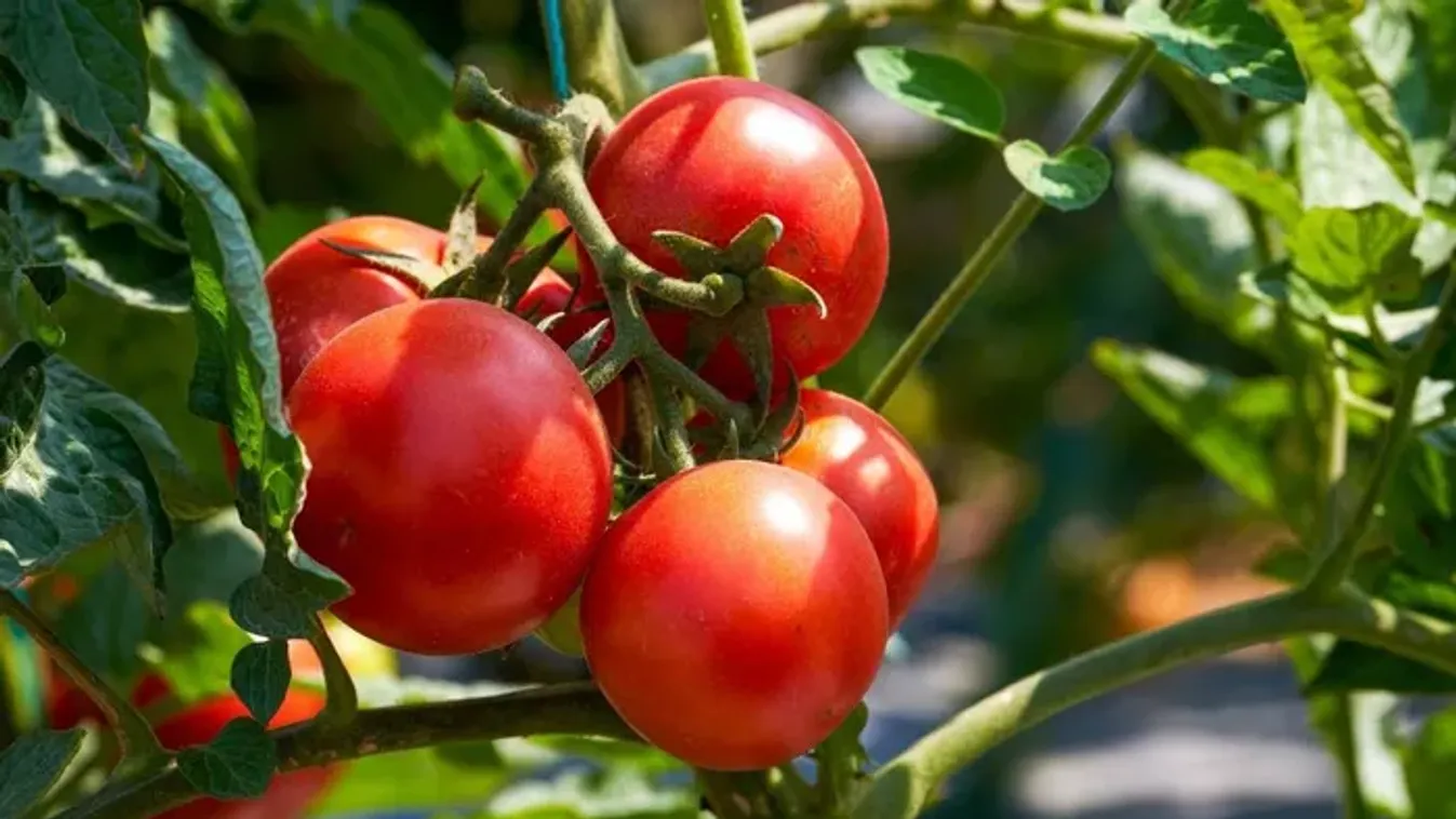 Hová lett gyermekkorunk paradicsoma? Ezért lett mára más az íze