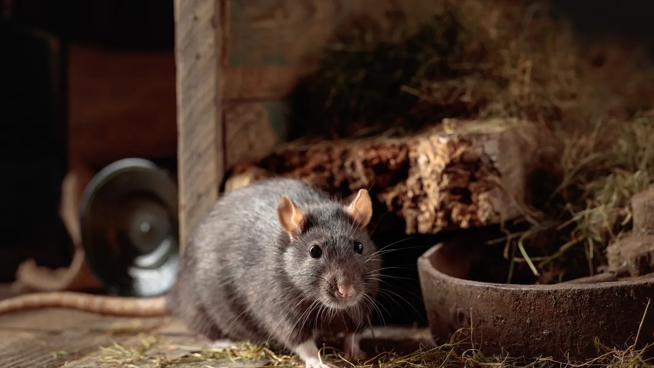 Őszi patkányinvázió: így védekezhetsz a kellemetlen rágcsálók ellen