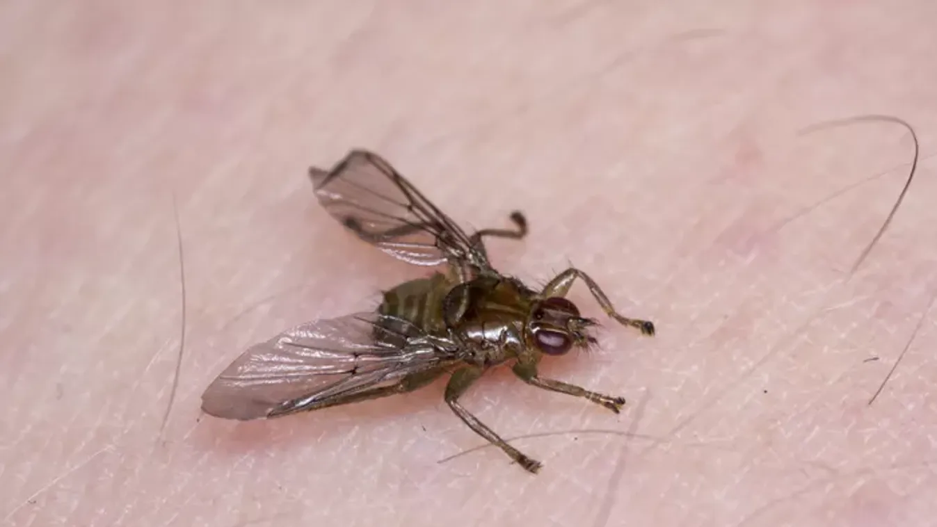 A te kirándulásod is megkeserítheti: vajon veszélyes az emberre a kullancslégy csípése?