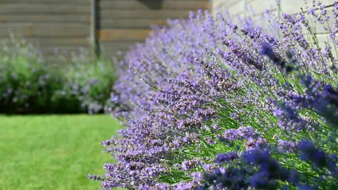 Ha ezt most megteszed a levendulával, akkor jövőre gyönyörű szép lesz