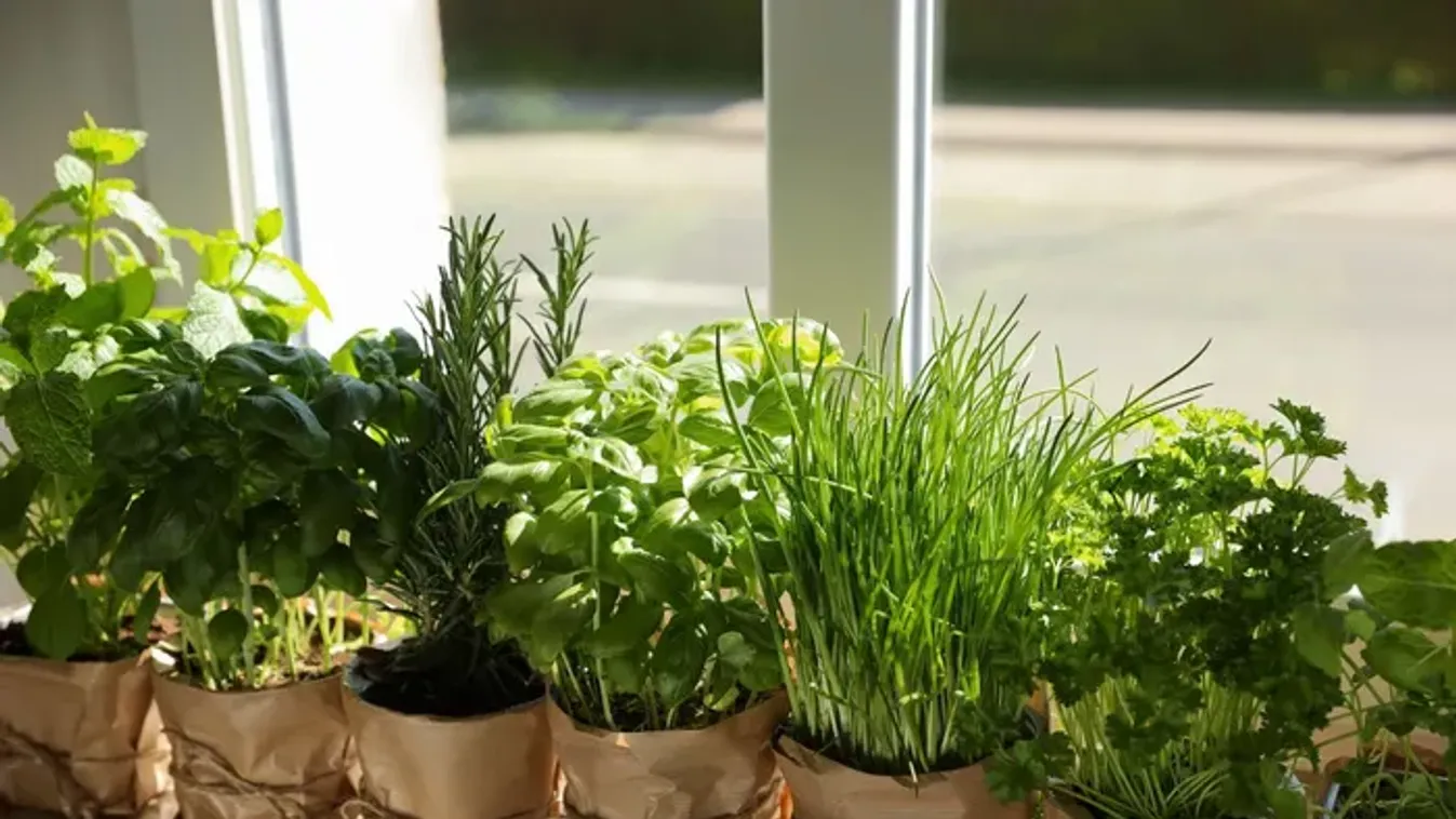 Kevés magyar használja, pedig ez a fűszernövény valódi csodaszer a konyhában!