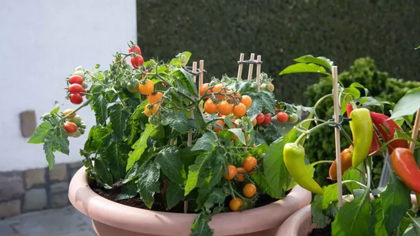 Miért lyukas a paprika és a paradicsom termése?
