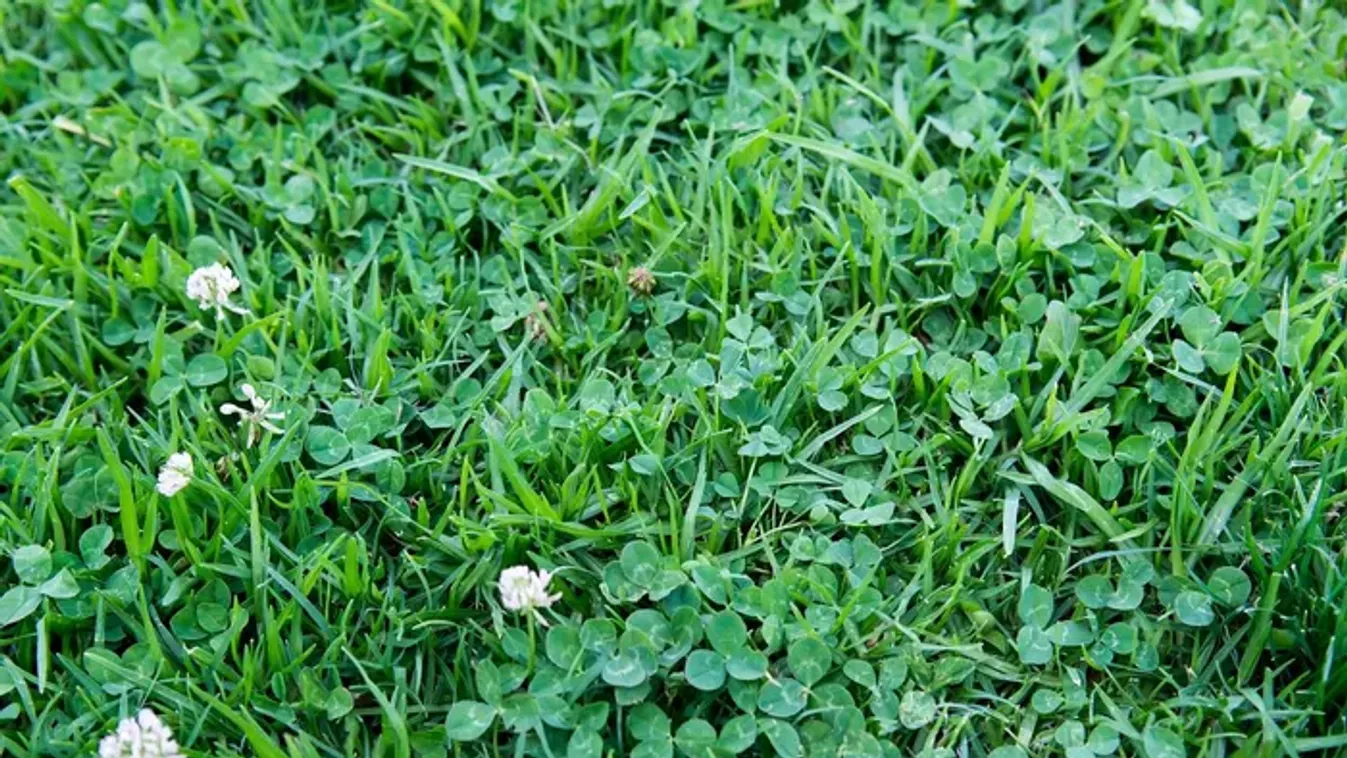 Túl sok a lóhere a kertben? 7 egyszerű megoldás ellene