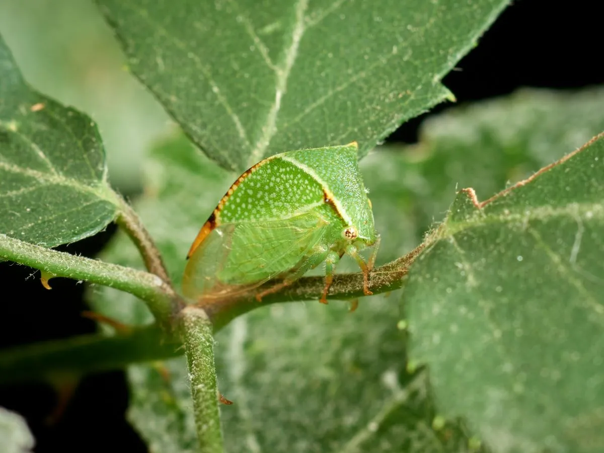 A bivalykabóca különösen kedveli a gyümölcsfákat