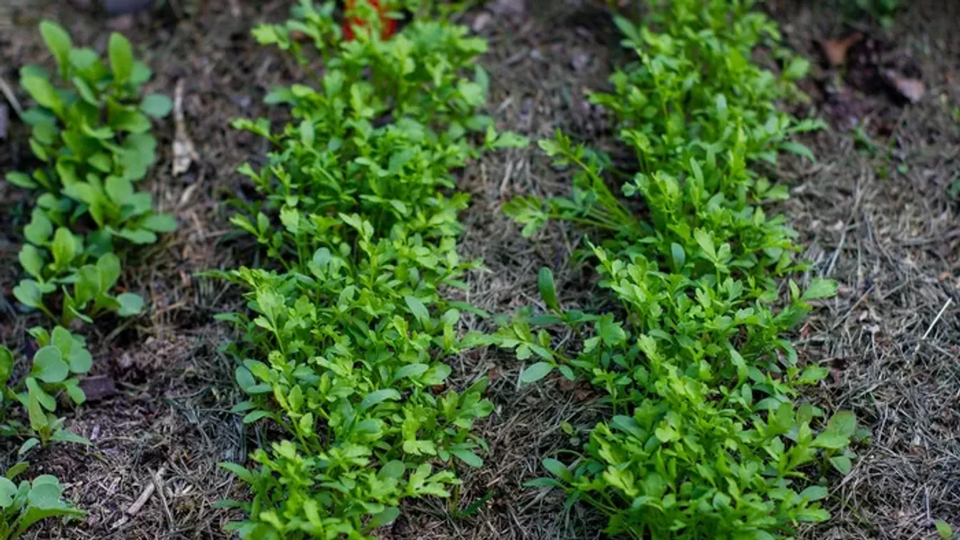 Nincs is ennél egészségesebb zöld, sokan mégis azonnal irtani kezdik, amint megjelenik a kertben