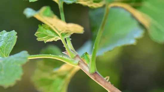 Te láttál már ilyen fura rovart a kertedben? Így károsítja a növényeket
