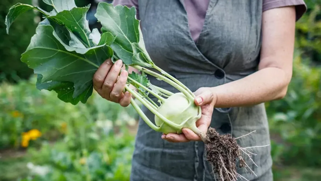 4 zöldség, aminek a levelét mától te sem dobd ki a szemétbe