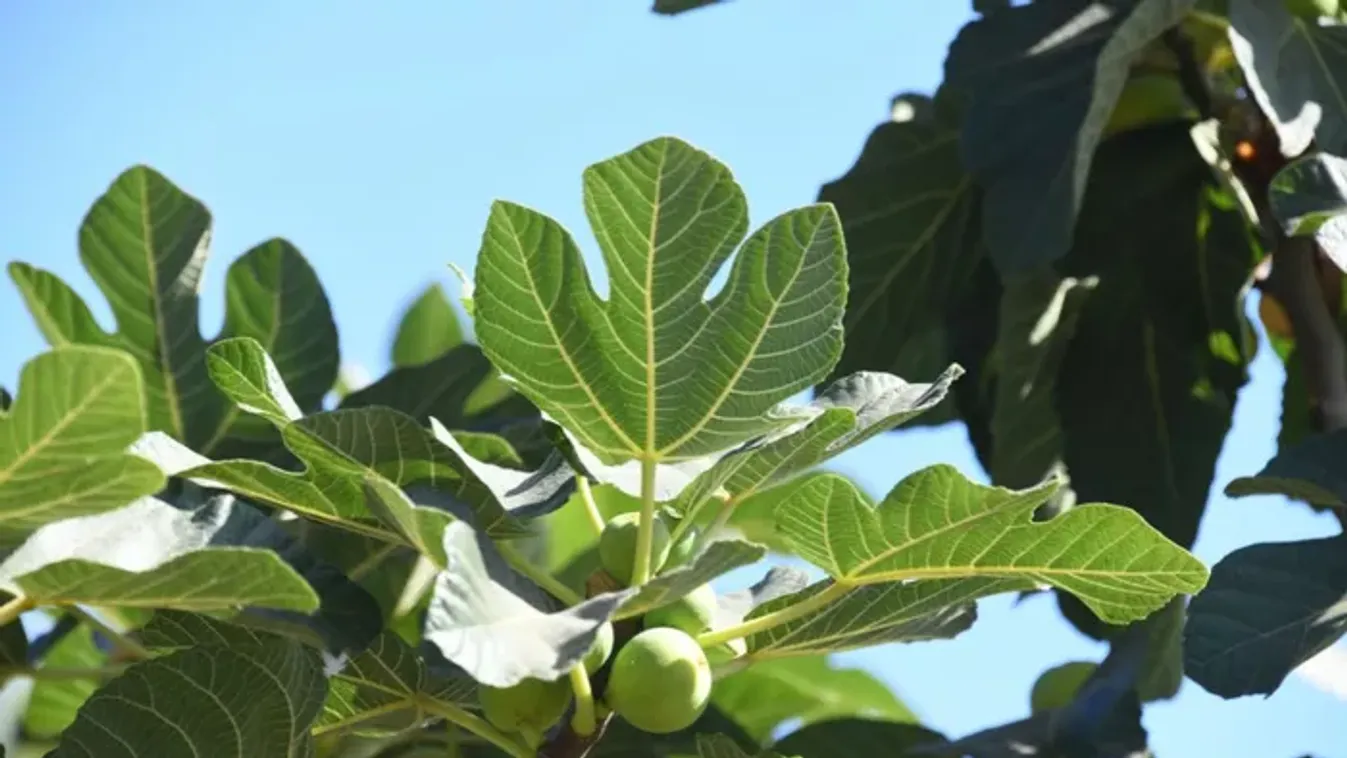 Ettől lesz ragyogó a bőröd és lapos a hasad – próbáld ki a fügefalevél szörpöt!