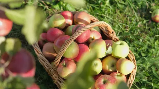 Mihez kezdjünk a szedd magad almával? Íme pár recept, ha több kiló gyümölcsöt kellene elhasználni