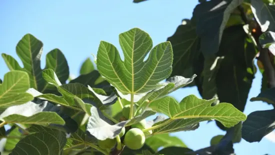 Ettől lesz ragyogó a bőröd és lapos a hasad – próbáld ki a fügefalevél szörpöt!