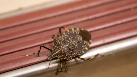 Poloska ellen házilag: ezek a trükkök tényleg működnek!