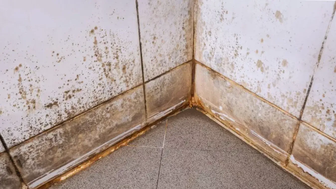 Így előzheted meg a penész kialakulását a konyhában!