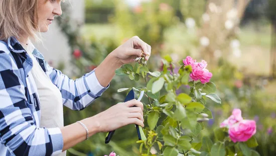 Ugye te nem követed el ezt a hibát a rózsa gondozásakor?