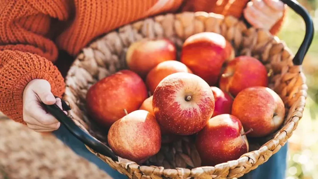 Szedd magad alma 2025: ezeken a helyeken juthatsz olcsón az ősz kedvenc gyümölcséhez