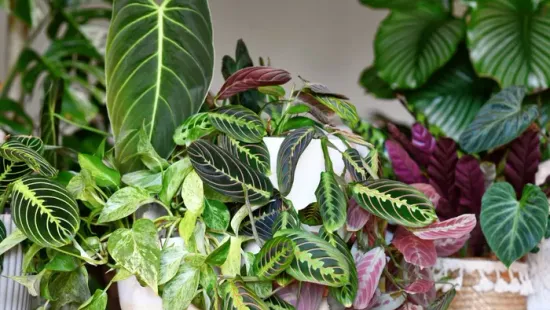 8 filléres csodaszer, amitől minden szobanövény életre kel!