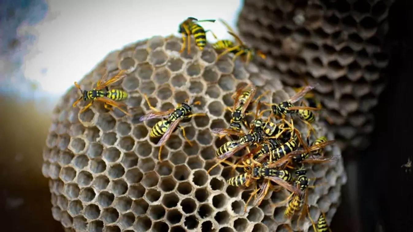 Darázscsapda házilag: a rovarirtó titkos receptje, ami garantáltan működik