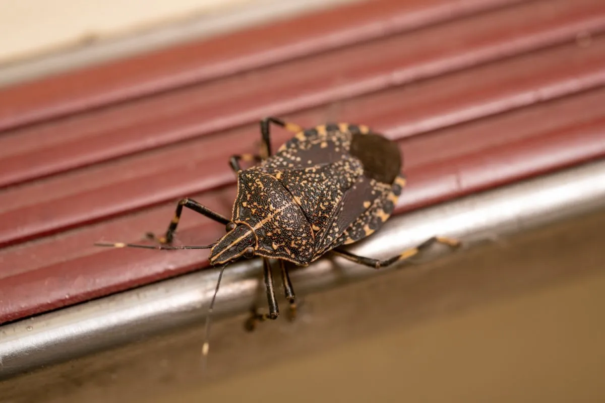 A poloska ellen számos otthoni módszerrel védekezhetünk