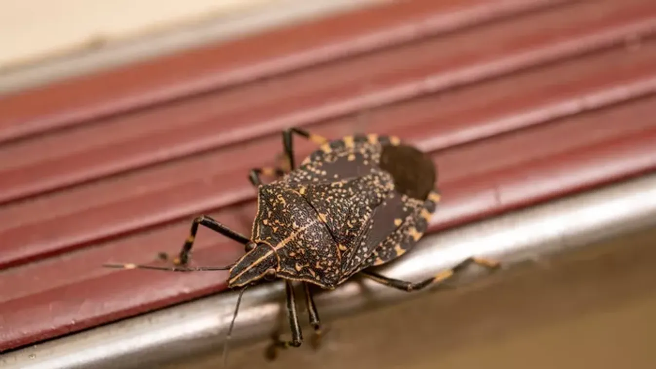 Poloska ellen házilag: ezek a trükkök tényleg működnek!
