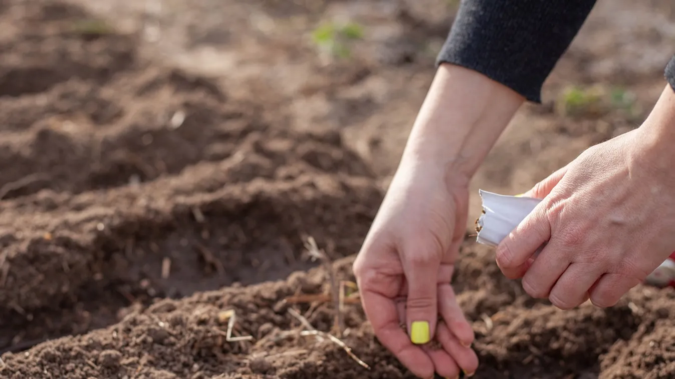 Ezeket a növényeket ültesd el már most, és tavasszal korán élvezheted a termést