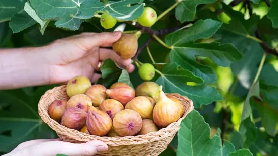 Mikor a legfinomabb a füge? Ekkor érdemes leszedni