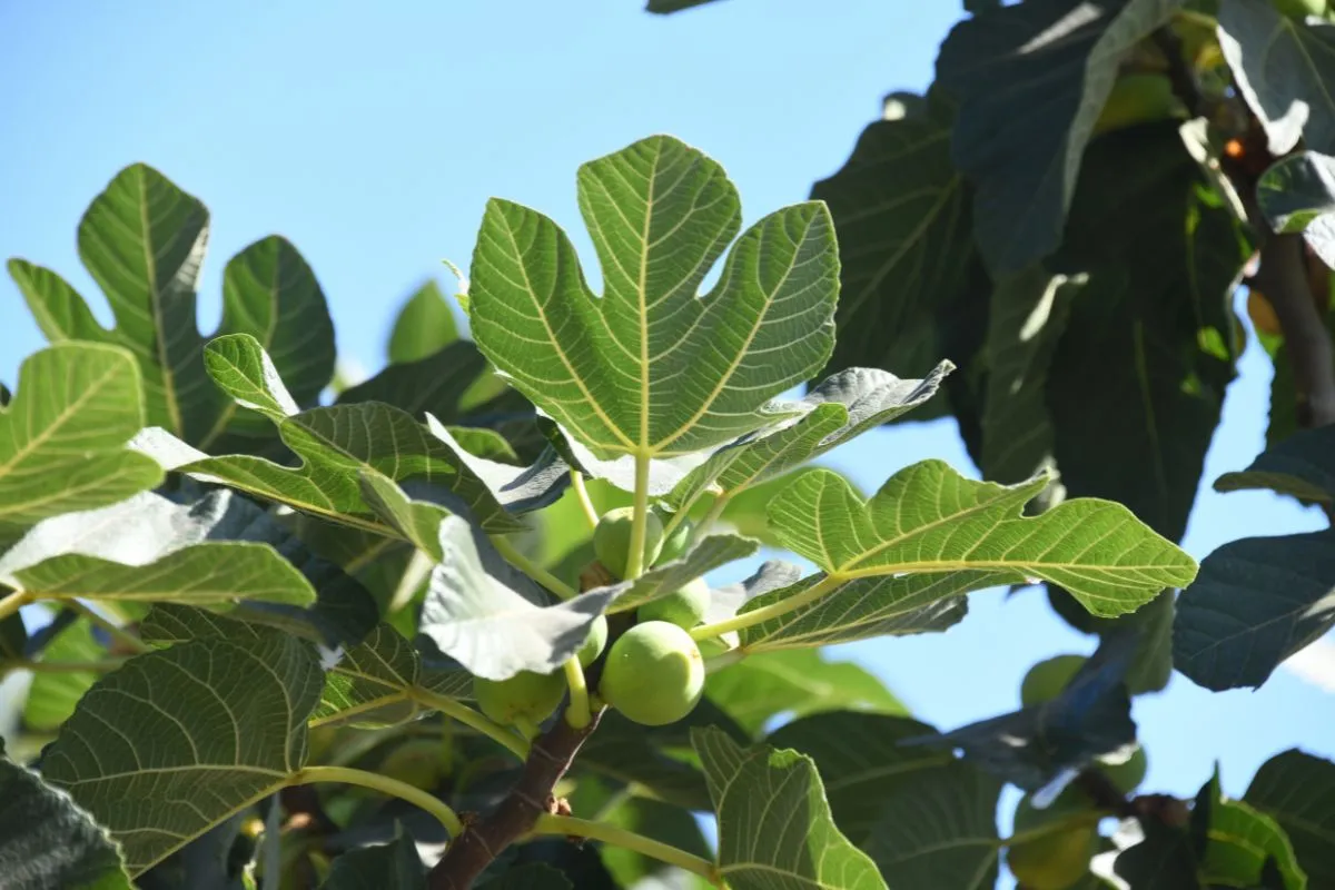 A fügefalevél szörp rendszeres fogyasztása pozitív hatással lehet az egészségre 
