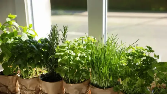 Kevés magyar használja, pedig ez a fűszernövény valódi csodaszer a konyhában!