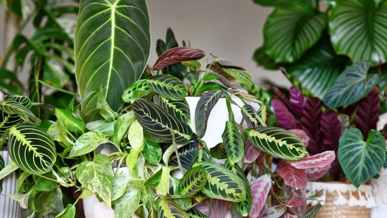 8 filléres csodaszer, amitől minden szobanövény életre kel!