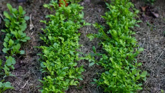 Nincs is ennél egészségesebb zöld, sokan mégis azonnal irtani kezdik, amint megjelenik a kertben