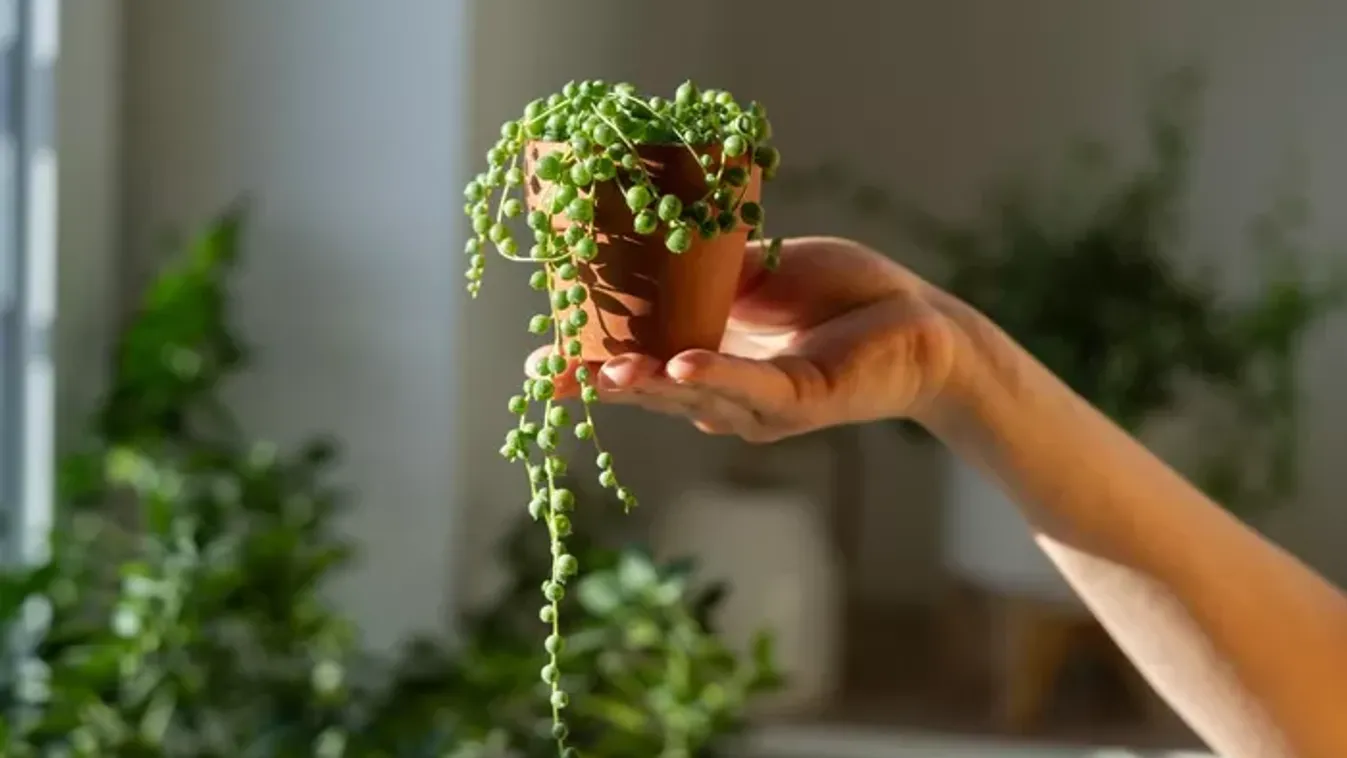 Ha egy igazán szép zöldet szeretnél, ezzel a virággal díszítsd a lakásod