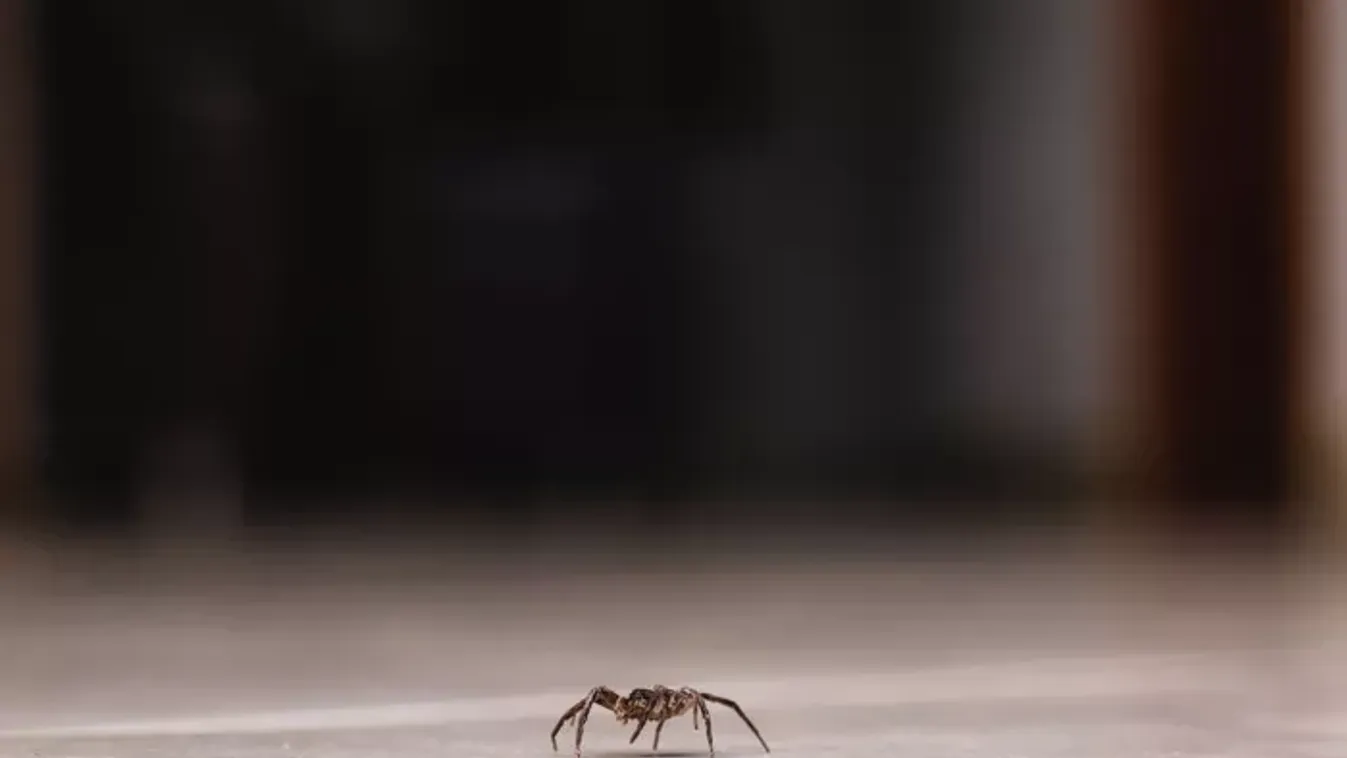 Így tarthatod távol a pókokat az otthonodtól – vegyszerek nélkül!