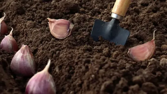 9 zöldség, amit októberben kell elülteni - tavasszal már szüretelhetsz!