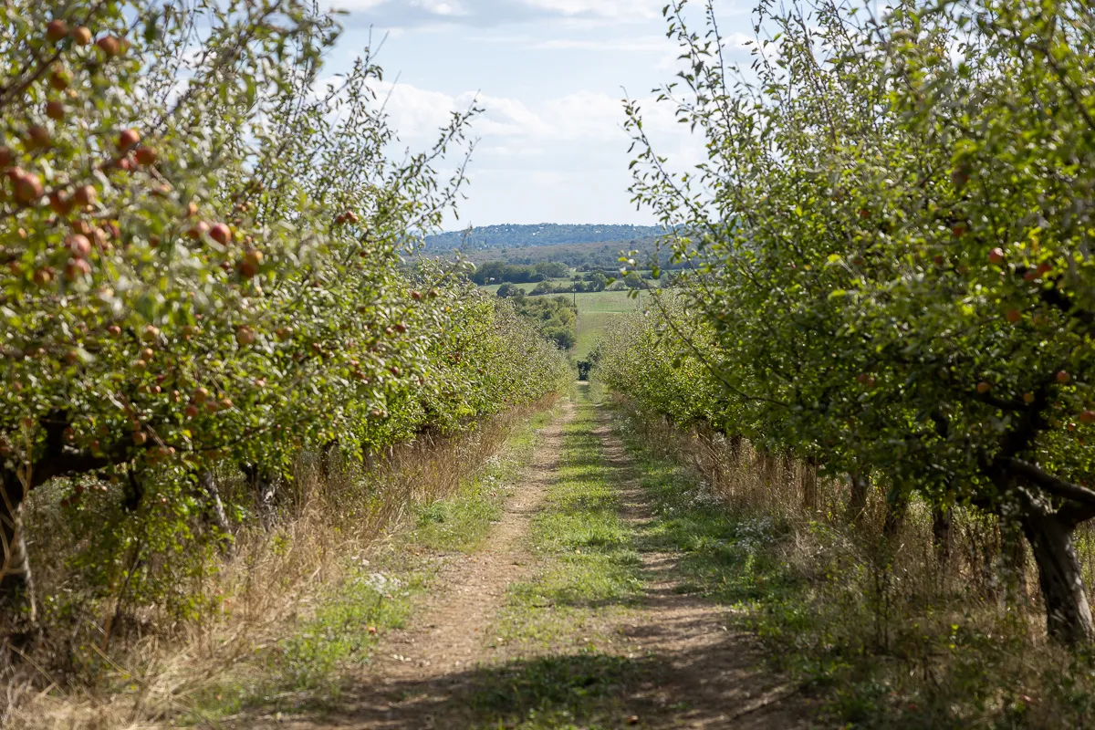 Az almafák között néhol gyógynövények is nőnek, kincsekre lelhetünk a szedd magad alma akciókon