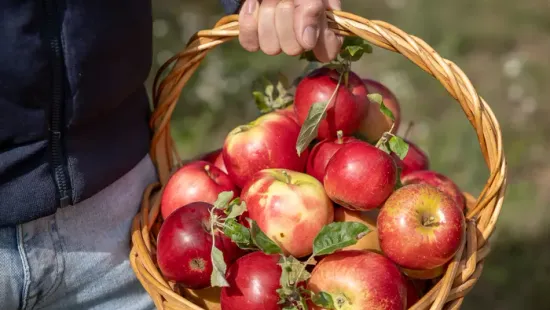 Pár hétig tart már csak a finom magyar alma, így juthatunk hozzá a zamatos gyümölcshöz