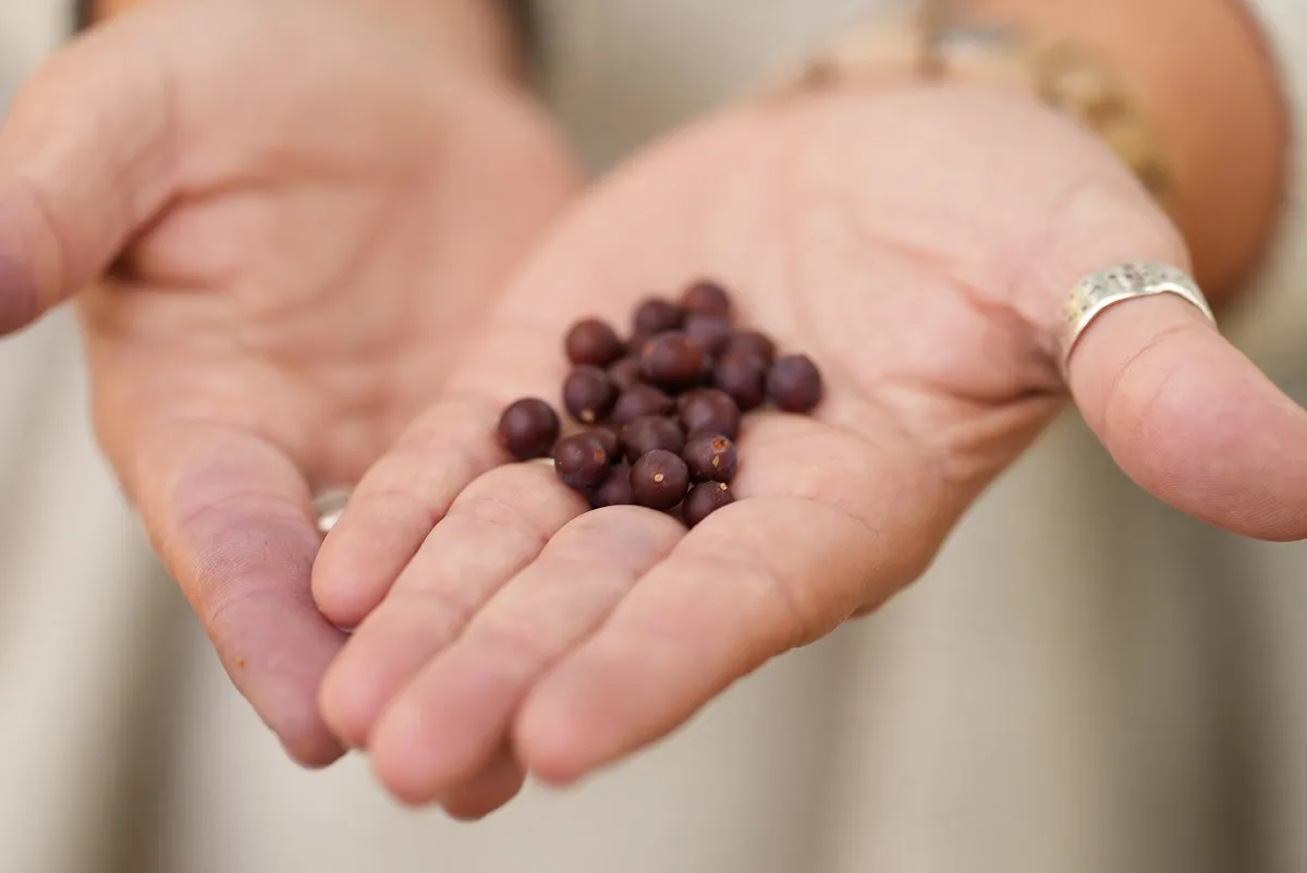 Az ostorfa termése apró barna bogyó