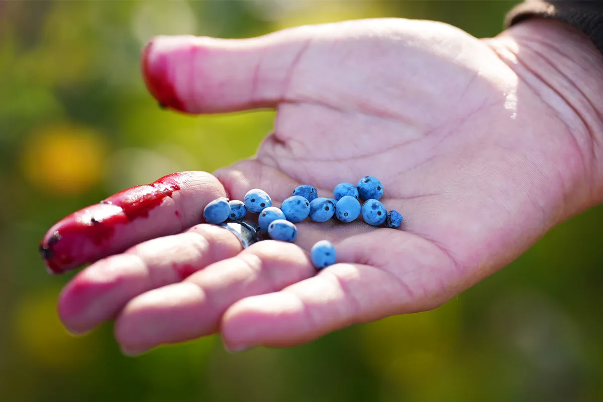 A mahónia bogyójának héja hamvas, kékes színű, belül viszont vérpiros