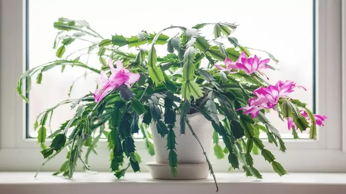 Ha így gondozod a karácsonyi kaktuszt, akár 30 éven át hozza a virágot