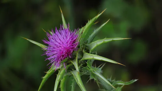 Meglepő, de a máj méregtelenítő munkáját egy gyomnövény segíti